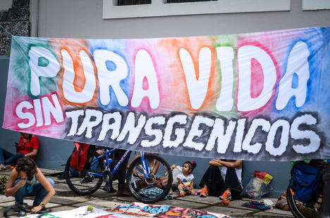 Protestas antitransgénicos fuera de la Asamblea Legislativa en Costa Rica en 2013 apelaban por una pura vida (un concepto costarricense que busca la felicidad a pesar de las dificultades de la vida). ©Tico Times