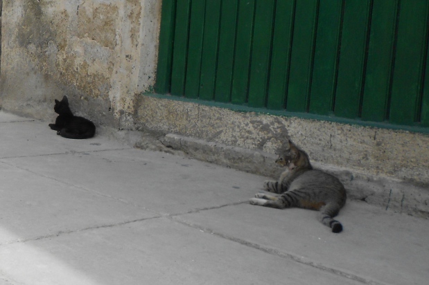 Gatos abandonados en La Habana. Foto ilustrativa
